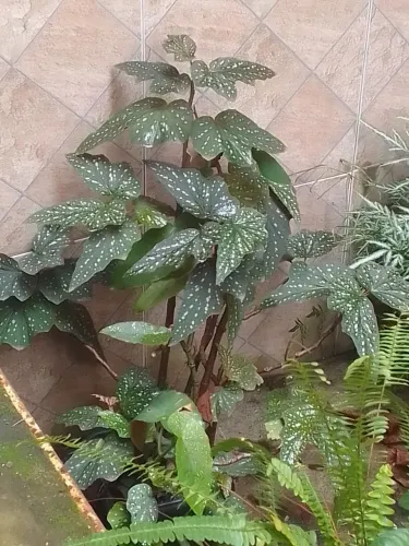 Planta Begônia Maculata<br>
