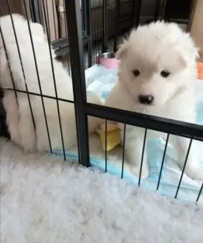Samoyeda,Samoyeda Filhote Selecionado Alta Procedência