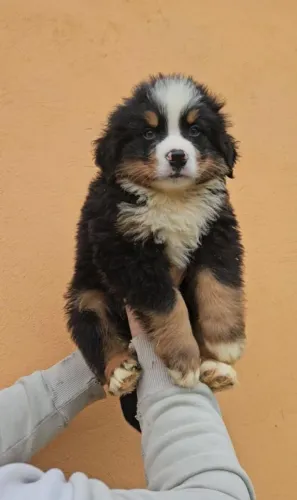 Bernese Mountain com Pedigree Microchip