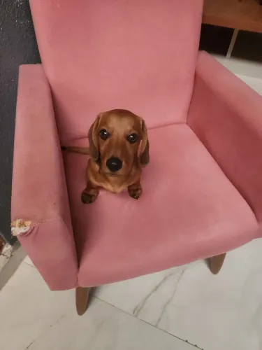 Doa-se cachorro salsicha 4 meses teckel