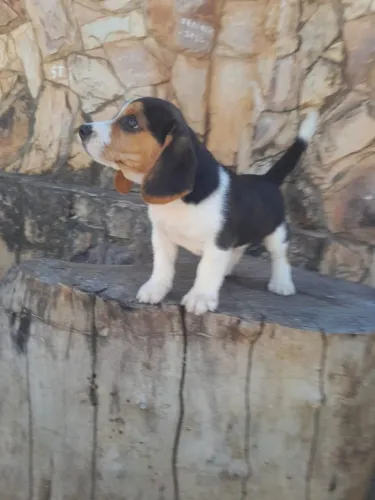 Filhotes de beagle