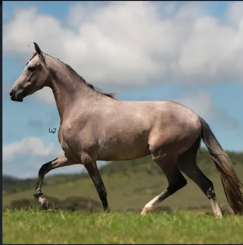 Vendo Cavalo mangalarga marchador castrado 