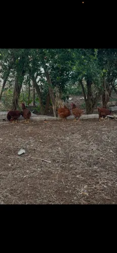 Aves