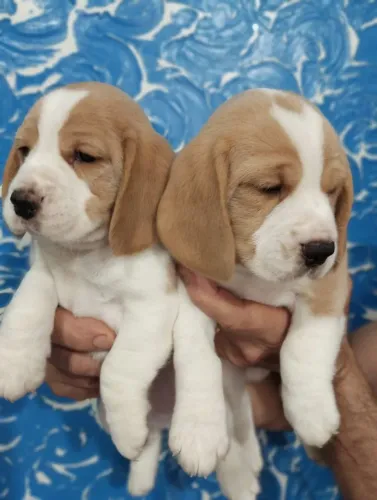 Filhotes de beagle