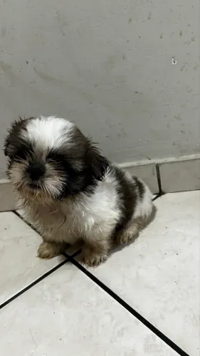 Vendo filhote de shih tzu