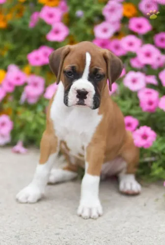 Boxer Pequenas patas, amor gigante