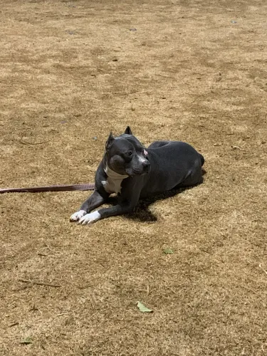 Procura-se American Bully fêmea para cruza