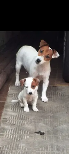 Filhotes de Jack Russell Terrier (cachorro do mascara)  disponível 