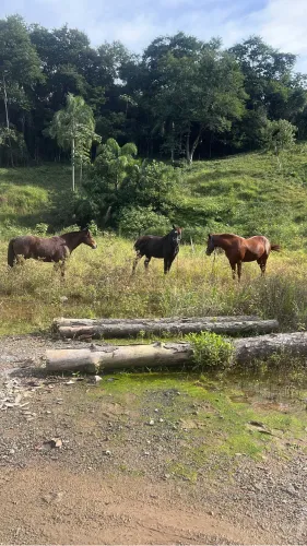 Arrenda-se Área para Pecuária, Cavalos e Gado
