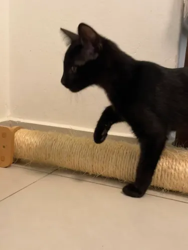 Doação de gatinhos 