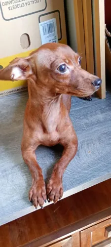 Scooby-doo Mini fêmea 