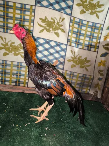 Galo de raça
