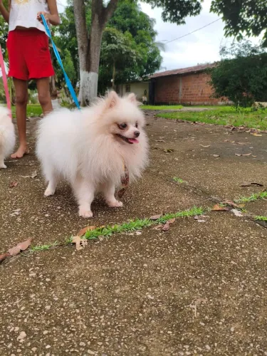 Lulu da Pomerânia 