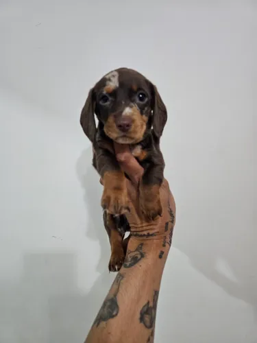 Dachshound Chocomerle disp@nível