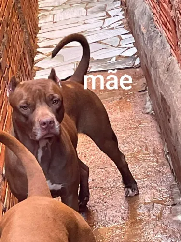 Vendo filhotes de Pit monster todos vermefugados já com a primeira vacina estão com 40 dia