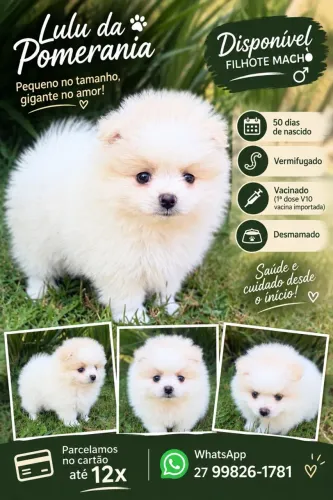Macho Lulu/ Spitz anão padrão ursinho!!!