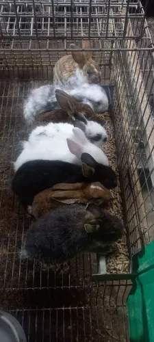Coelhos netherland 