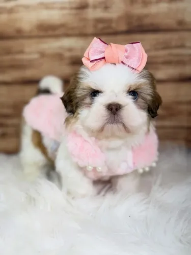 SHIHTZU mini e micro