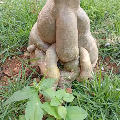Rosa do deserto