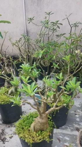 Vendo rosa do deserto mudas Aparti de 10$ a 120$ 