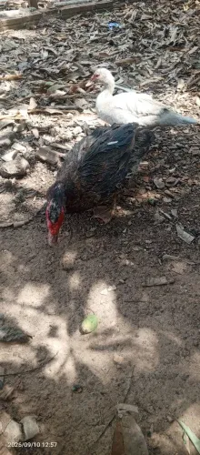 Vendo esse casal de pato não faço entrega