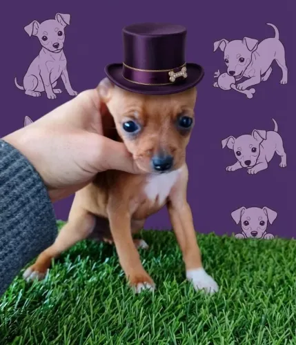 Pinscher Alegre e Esperto