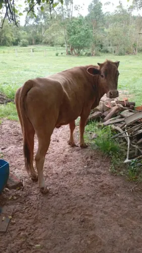 Vaca