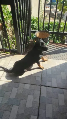 Doa-se cachorro de pequeno porte