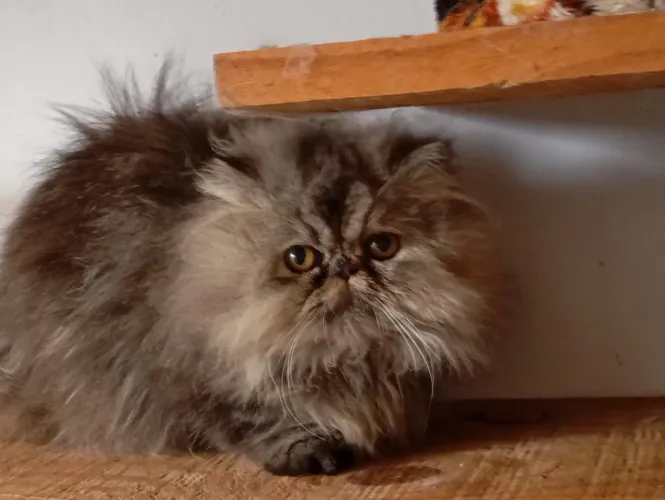 Gata Persa