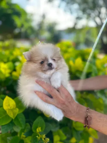 Belíssimo.macho de spitz