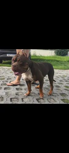 Cobertura American Bully 