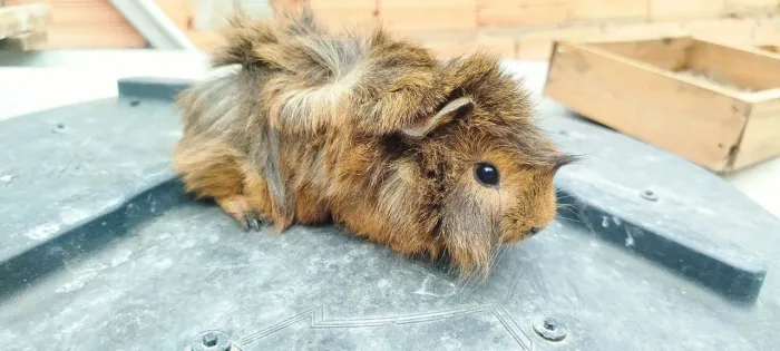 Porquinho da Índia 