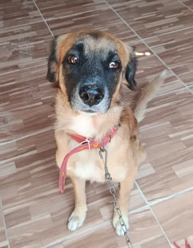 Doação de cachorro