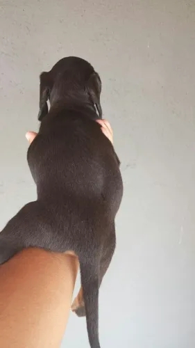 Basset teckel charmoso