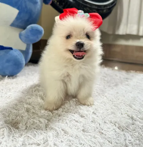 Lulu da pomeranea com 52 dias vacinada 
