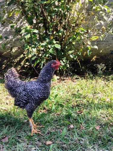 Franguinho Carijó