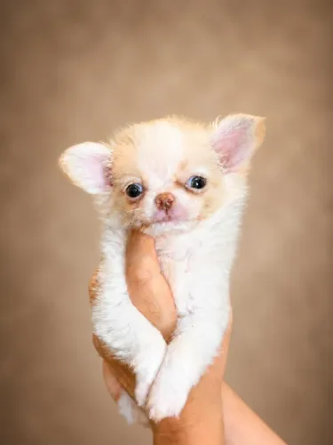 Chihuahua machinho creme pelo longo pronto para o novo lar