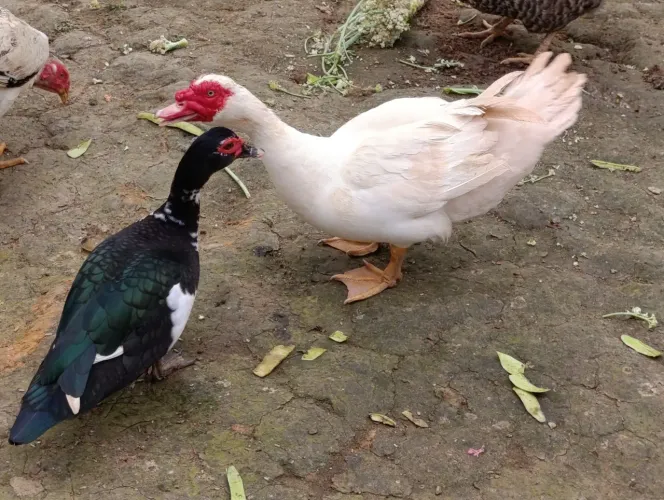 Casal de patos