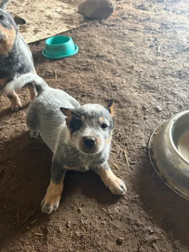 Boiadeiro australiano 