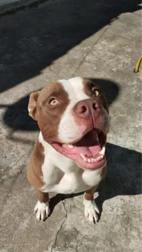 American bully