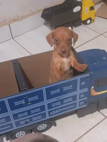 Dachshund