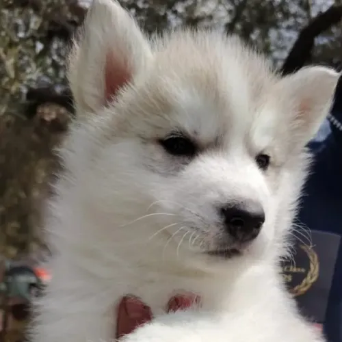 Filhotes de Husky Siberiano | Um filhote cheio de boas energias.
