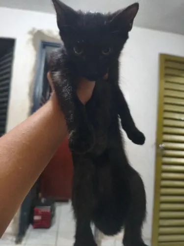 Gato preto cagão