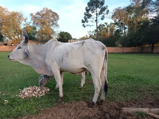 Vaca Guzera pura