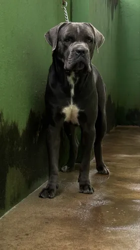 Reprodução - cane corso