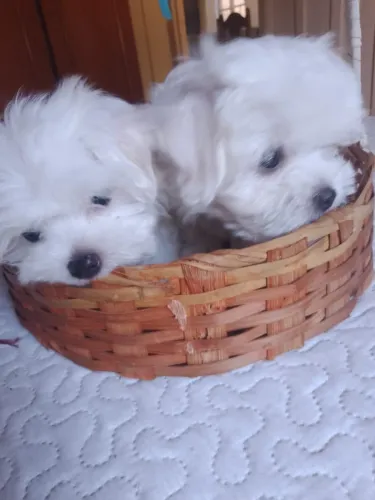 Cachorro maltês