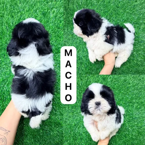 Shitzu macho branco e preto