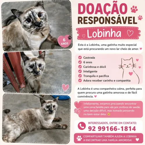 GATA CASTRADA 