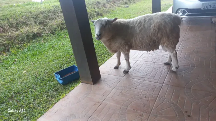 Carneiro Texel 4 anos