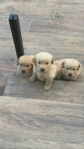 Filhote de Golden